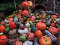 Lyon is Gourd-ous! (Category:  Travel)