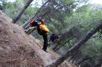 This is a level photo.  The ground is tilted and all the trees are growing at an angle. (Category:  Travel)