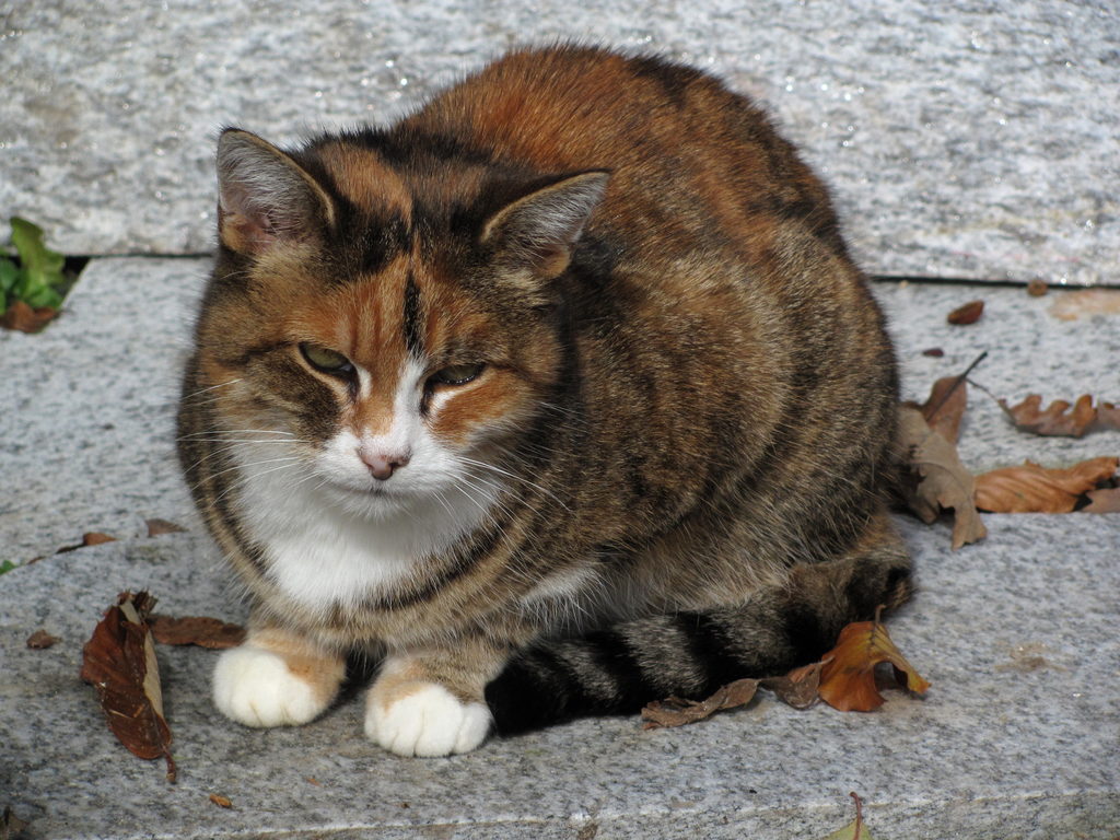 Grumpy cat. (Category:  Travel)