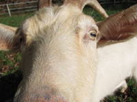 Goat (Category:  Travel)