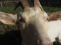 Goat (Category:  Travel)