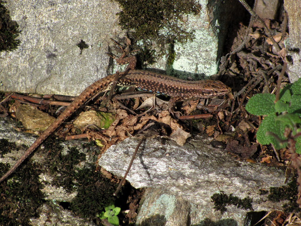 Lizard (Category:  Travel)