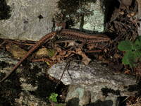 Lizard (Category:  Travel)