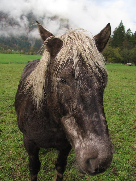 Horse.  Of course. (Category:  Travel)