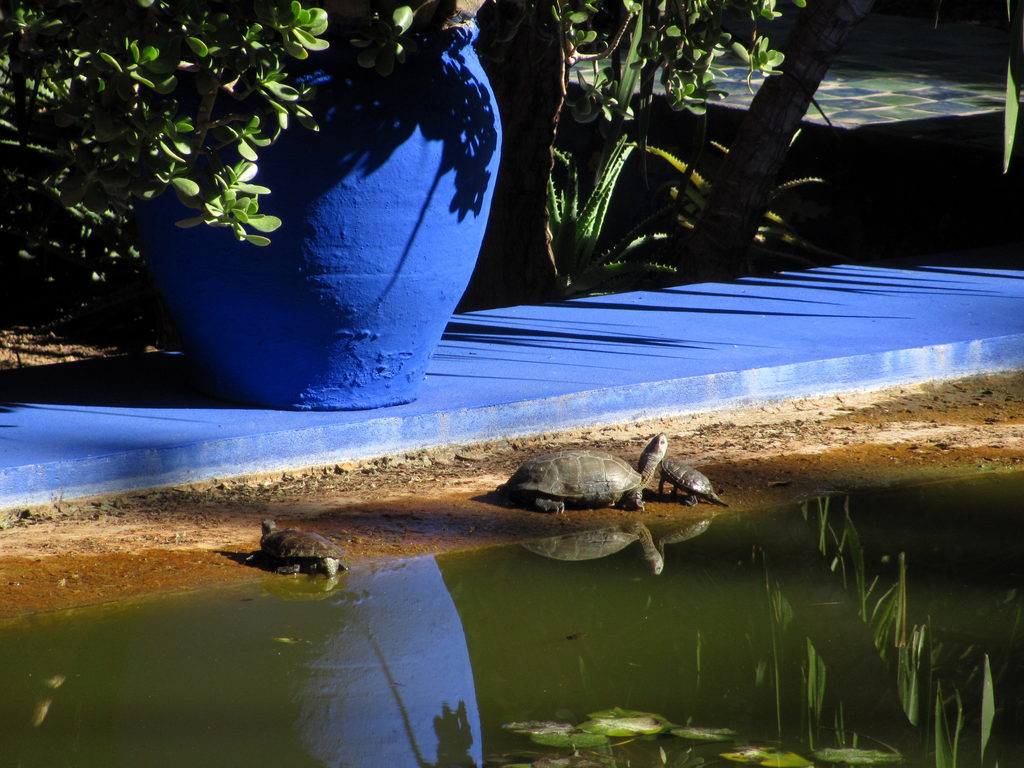 Majorelle Gardens (Category:  Travel)