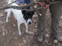 Daisy helped collect firewood. (Category:  Travel)