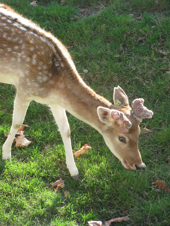 Lyon Zoo (Category:  Travel)