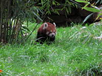 The one here, and one in the Syracuse Zoo. (Category:  Travel)