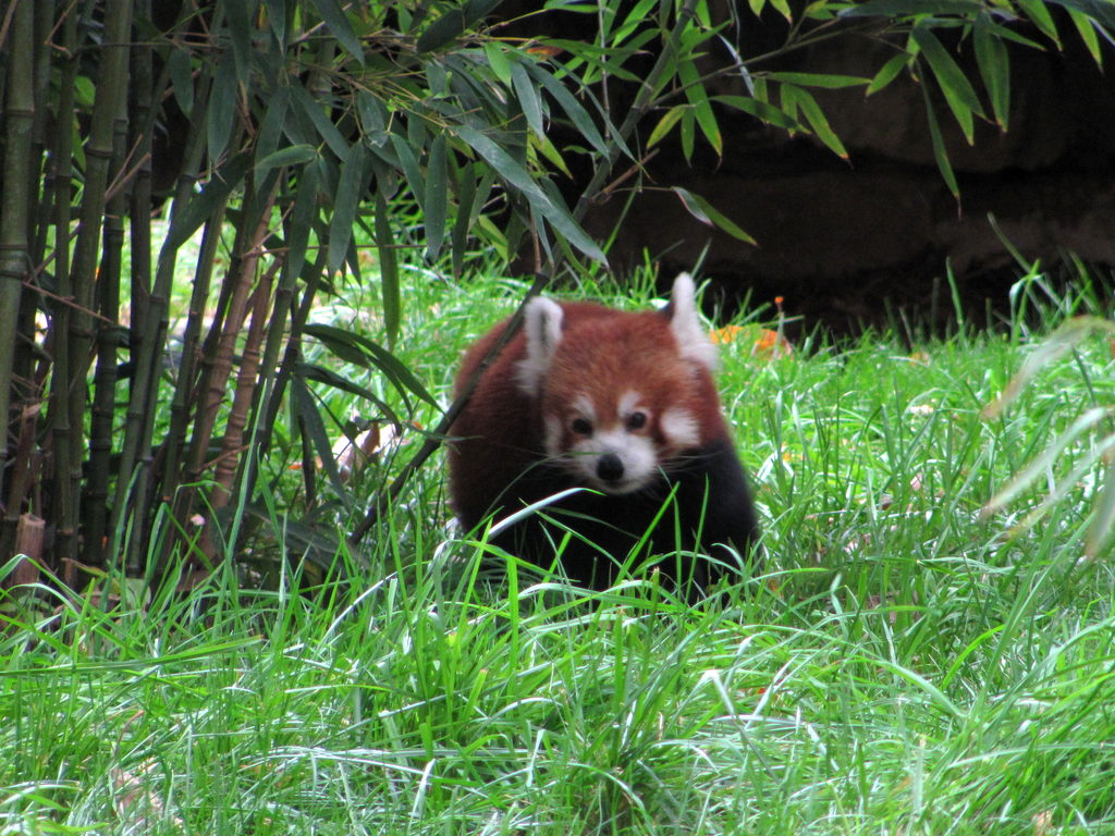 Obviously the best was seeing one in the wild in Nepal. (Category:  Travel)