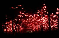 Fete des Lumieres! (Category:  Travel)