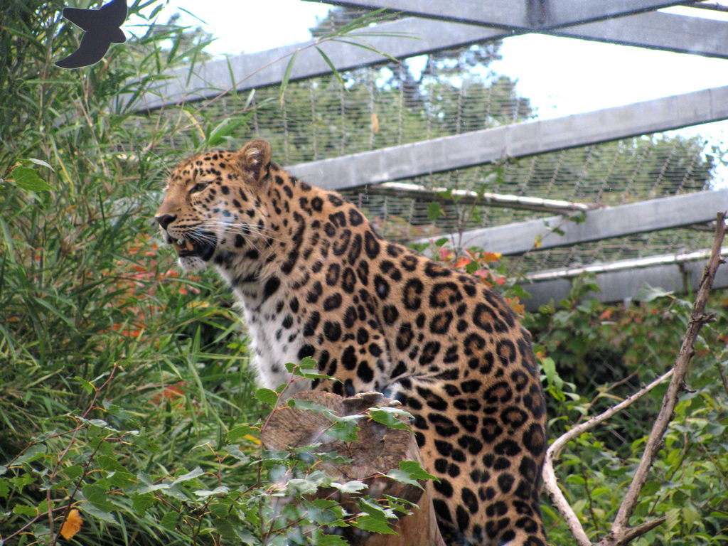 Lyon Zoo (Category:  Travel)