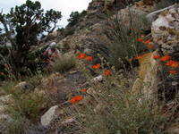 Katie among the Globe Mallow. (Category:  Rock Climbing)