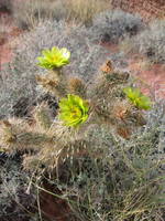 Cholla blooms (Category:  Rock Climbing)