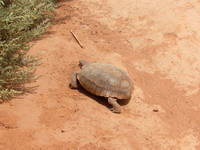Desert Tortoise (Category:  Rock Climbing)