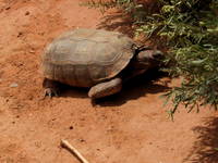 Desert Tortoise (Category:  Rock Climbing)