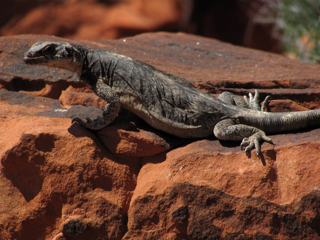 Chuckwalla (Category:  Rock Climbing)