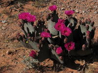 Flowering prickly pear!  The cacti were flowering more than I've ever seen before.  Gorgeous! (Category:  Rock Climbing)