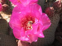 The bees appreciate the flowers too. (Category:  Rock Climbing)