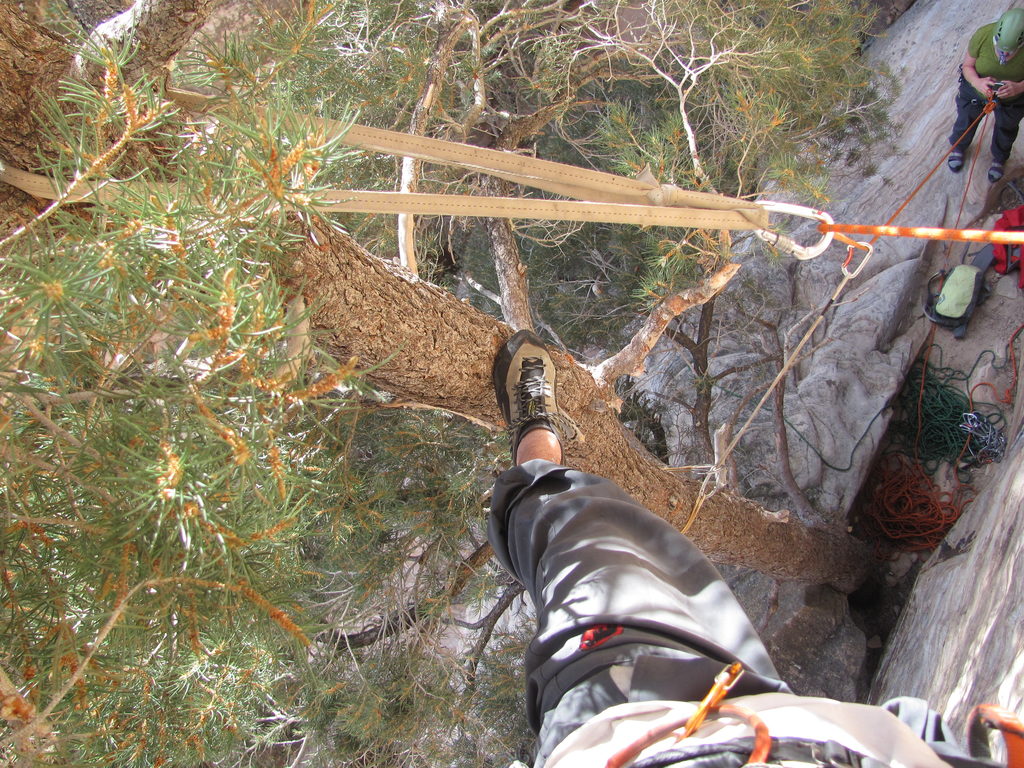 Tree climbing at the start of Unimpeachable Groping. (Category:  Rock Climbing)