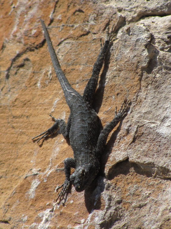 Western Fence Lizard on Unimpeachable Groping. (Category:  Rock Climbing)