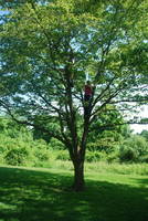 Climbing a tree with Elena (Category:  Travel)