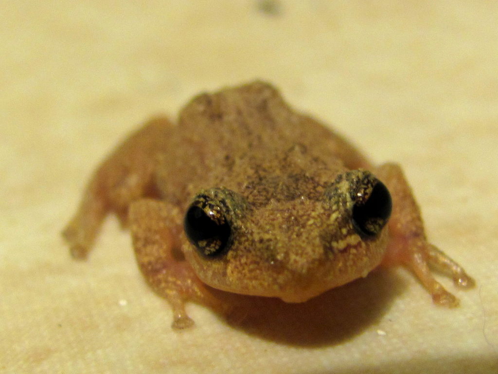 Coqui! (Category:  Family)