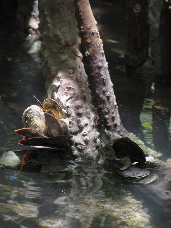 Clams (Category:  Family)