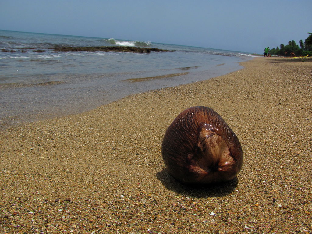 Rincon beach (Category:  Family)