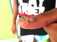 Tiny lizard (Category:  Family)