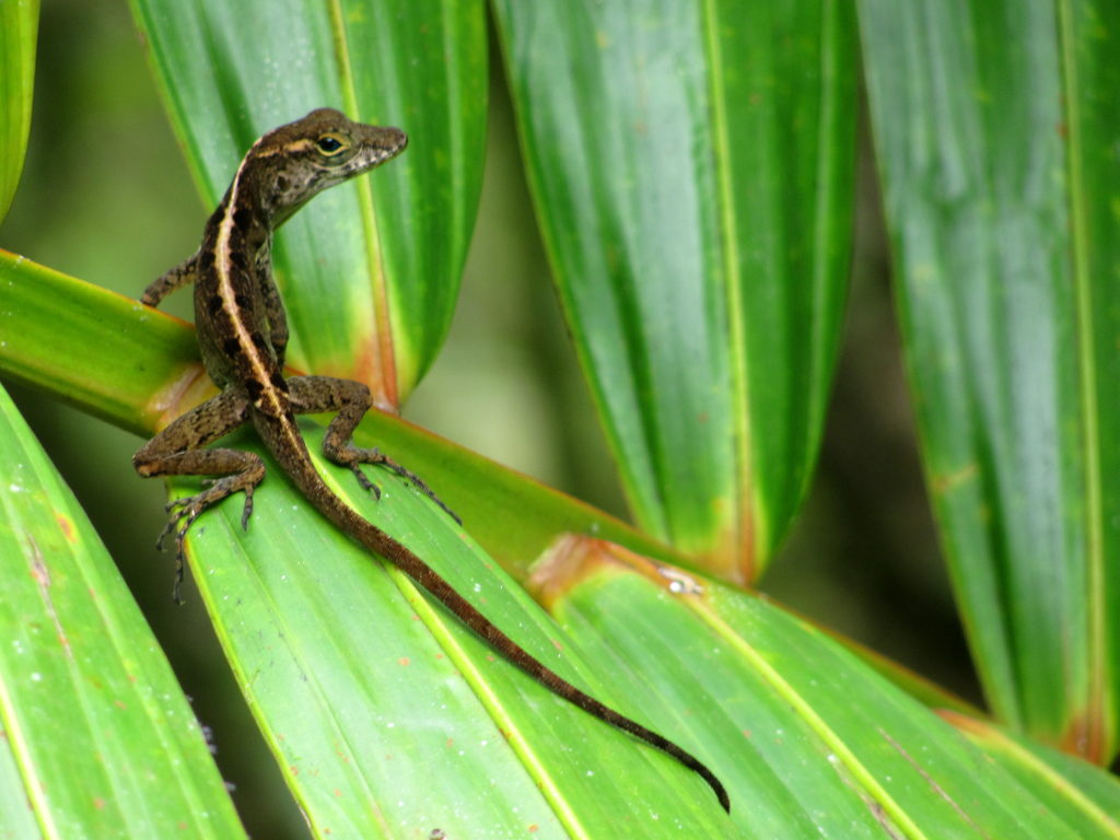 Lizard (Category:  Family)