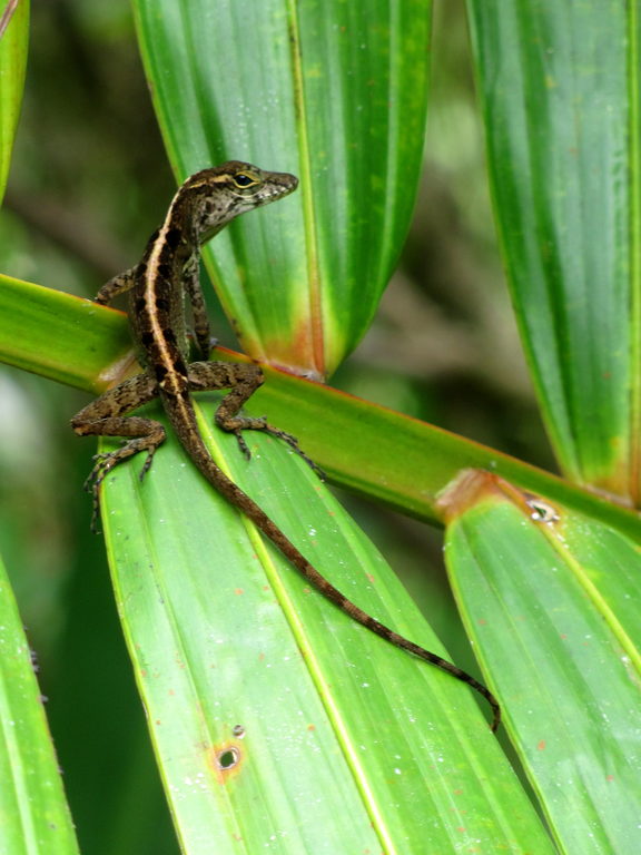 Lizard (Category:  Family)