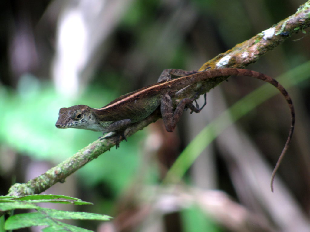 Lizard (Category:  Family)