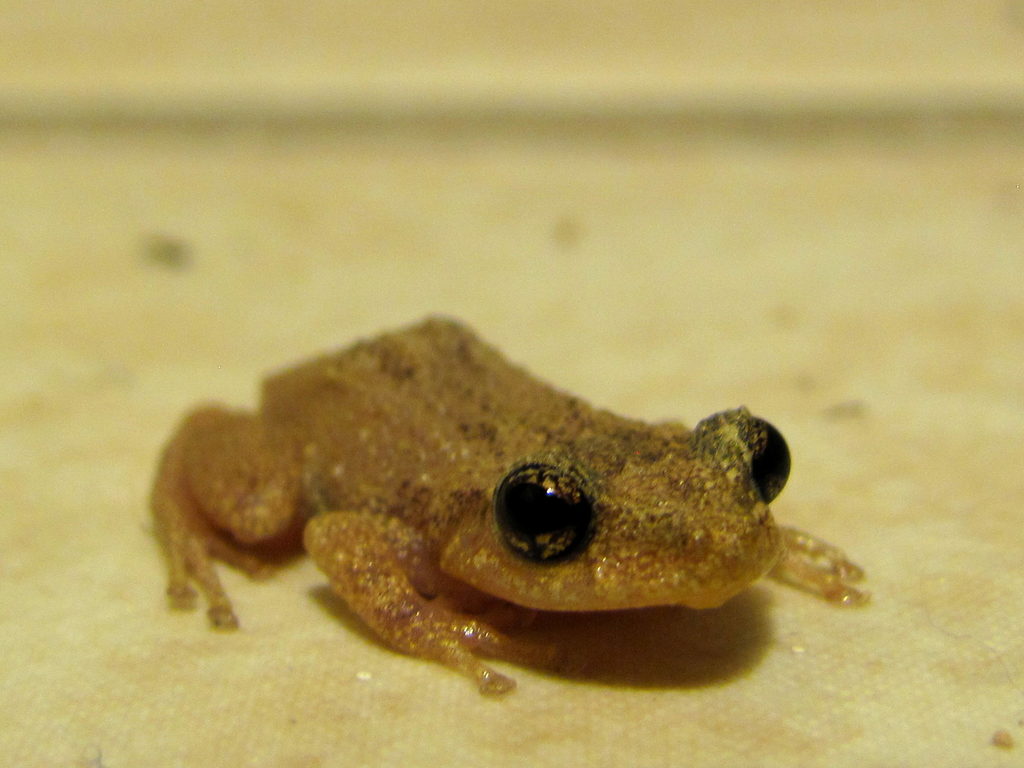 Coqui! (Category:  Family)