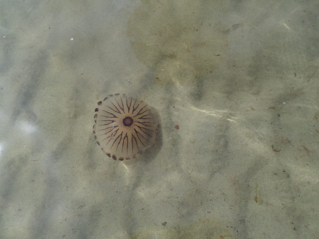 The purple jellyfish are harmless, but the dark ones do sting. (Spoiler alert: neither of us got stung. (Category:  Travel)