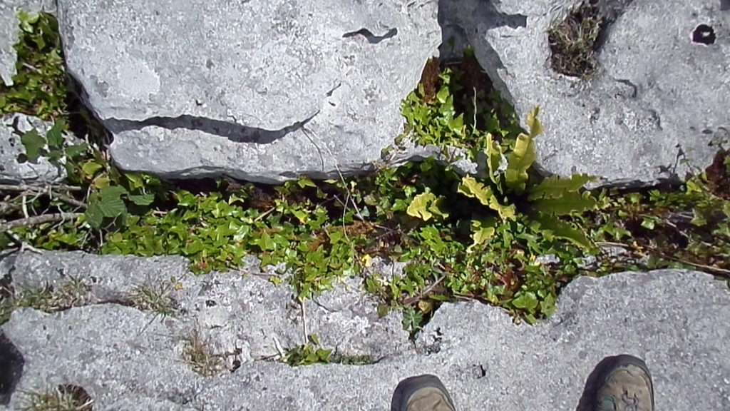 The cracks between the rocks have lots of stuff growing in them (Category:  Travel)
