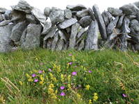 There are a ton of stone walls everywhere, delineating pastures, from the size of American fields down to the size of a city lot. On our Burren ride though we saw a bigger diversity of stone walls than elsewhere. This is more like the usual type of construction (Category:  Travel)