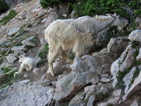 Goats (Category:  Rock Climbing)