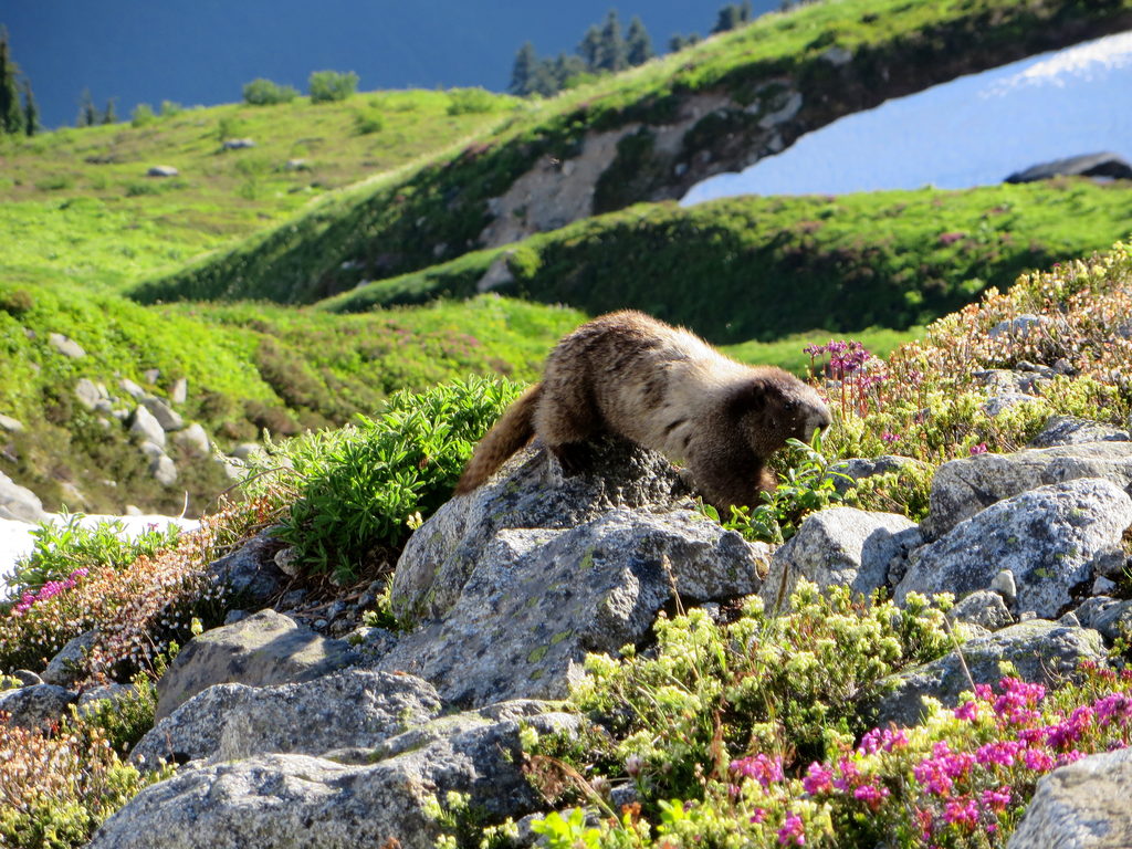 Marmot! (Category:  Rock Climbing)