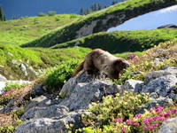 Marmot! (Category:  Rock Climbing)