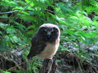 Baby owl! (Category:  Rock Climbing)