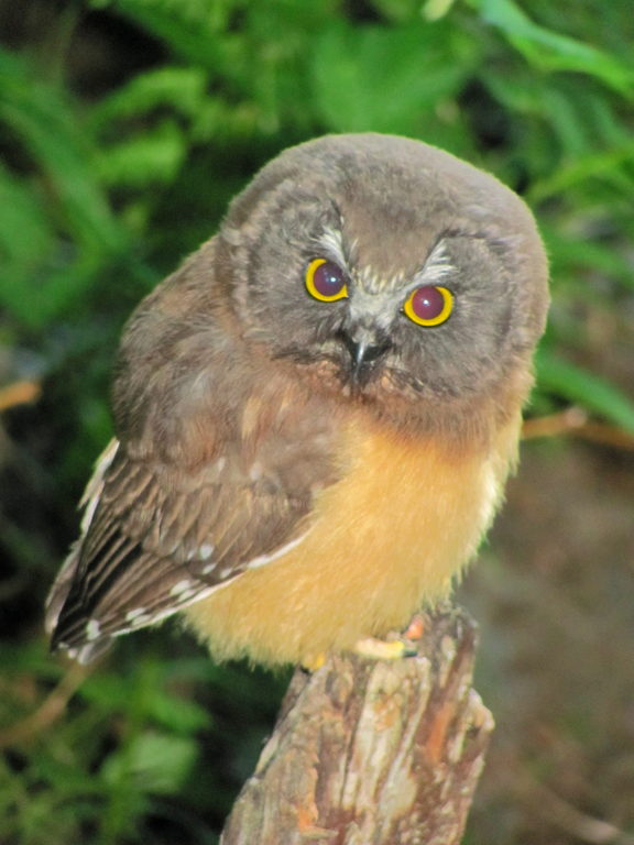 Baby owl! (Category:  Rock Climbing)