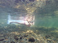 Cat swimming. (Category:  Rock Climbing)