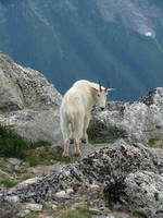 Mountain goats again! (Category:  Rock Climbing)