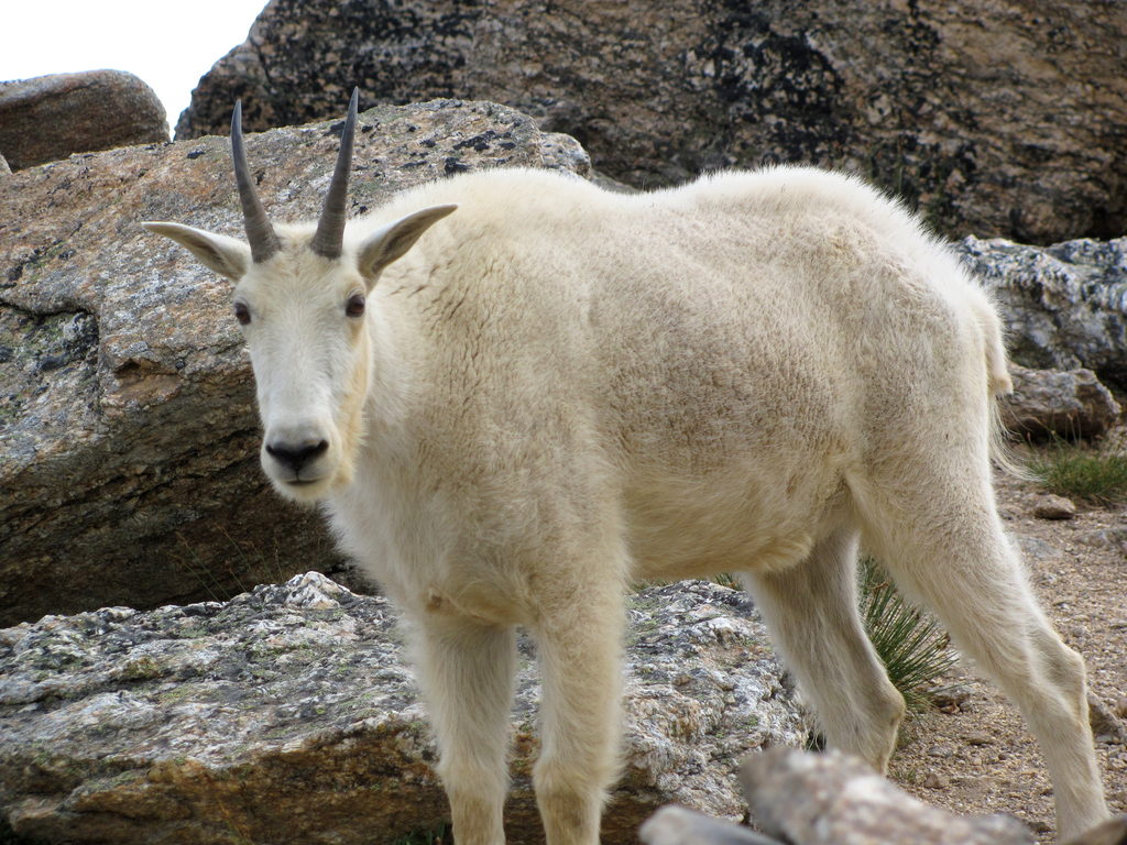 Mountain goat (Category:  Rock Climbing)
