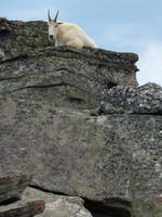 Mountain goat (Category:  Rock Climbing)