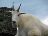 Mountain goat (Category:  Rock Climbing)