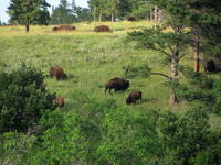 Bison (Category:  Rock Climbing)