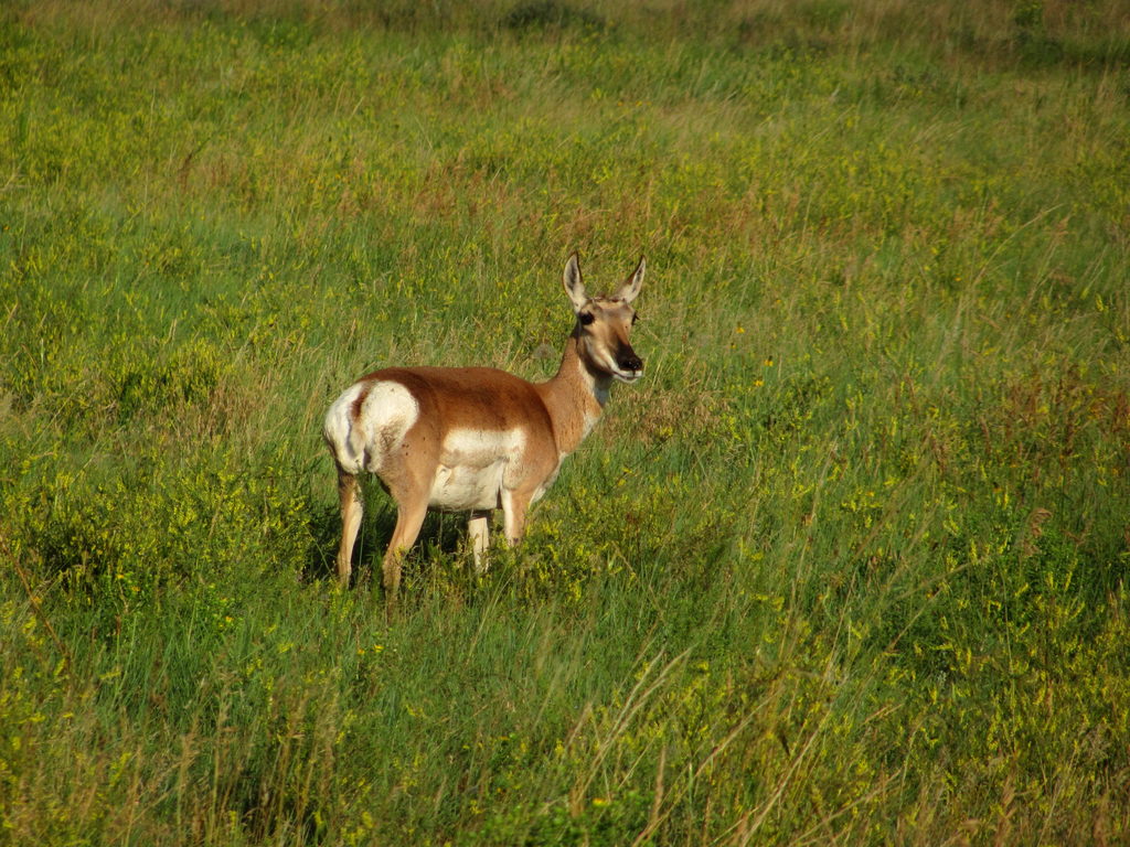 Mule deer (Category:  Rock Climbing)