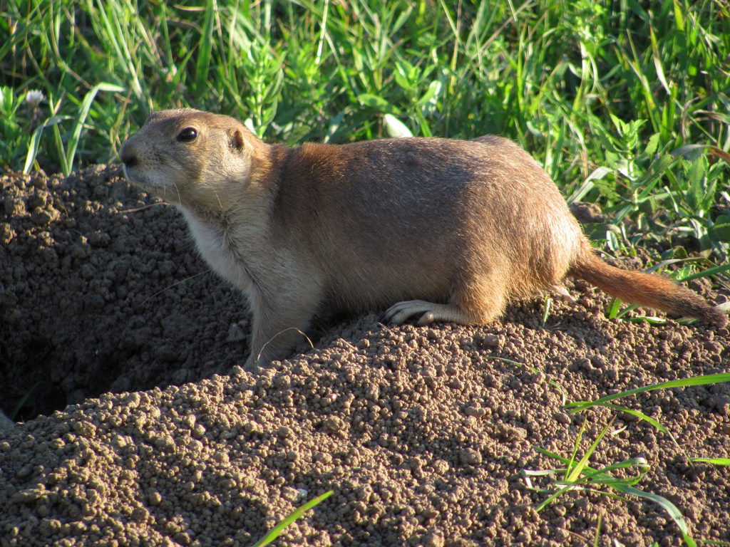 Prairie Dog (Category:  Rock Climbing)