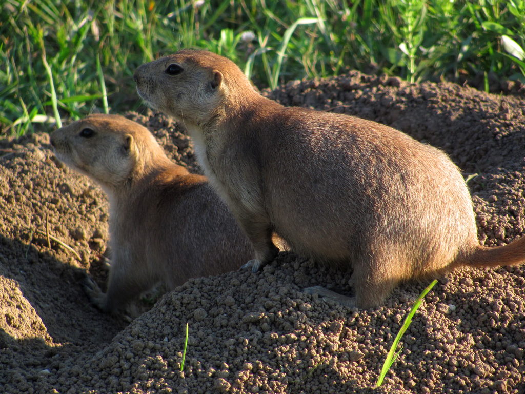 Prairie Dogs (Category:  Rock Climbing)